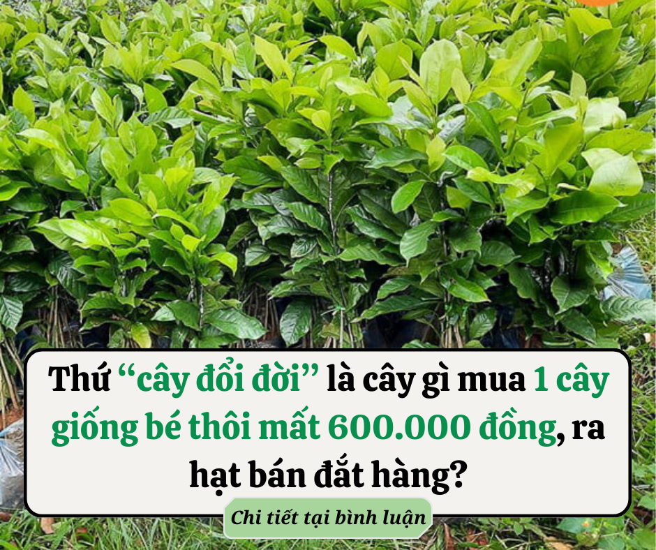 Dân gian có câu: ‘Nam nhân nhìn giày, nữ nhìn tướng đi’, vì sao lại thế?