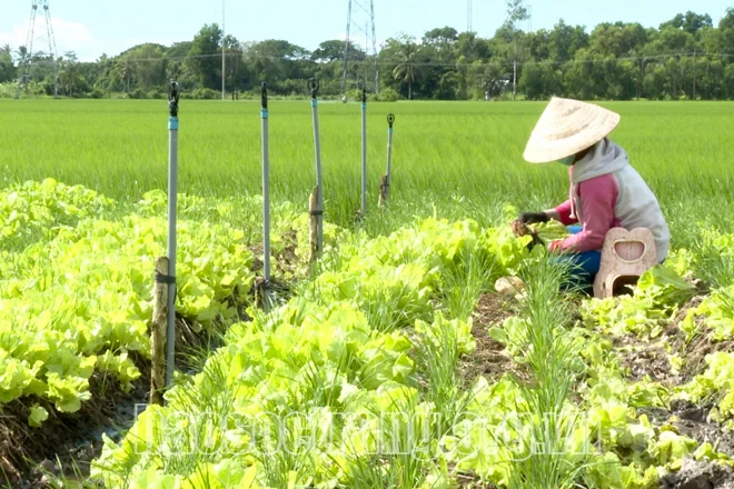 Bỏ phố về quê ‘cây không tự lớn, gà không tự béo’