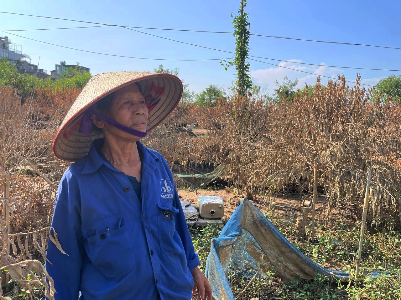 Hà Nội: Xót xa hàng chục ngàn gốc đào Nhật Tân, Phú Thượng bị “xóa sổ” sau trận lũ, người dân lâm vào cảnh trắng tay